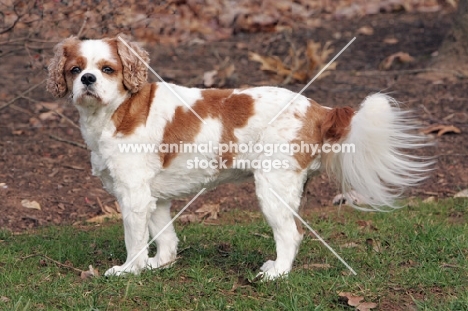 cavalier king charles spaniel standing on grass