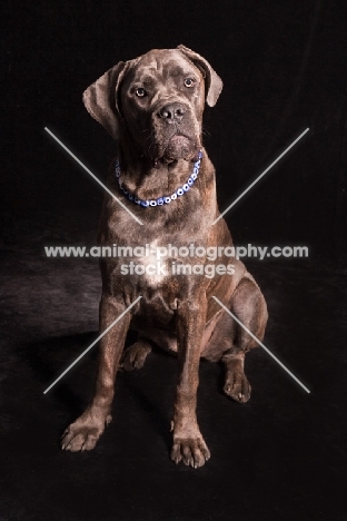 Cane Corso on black background