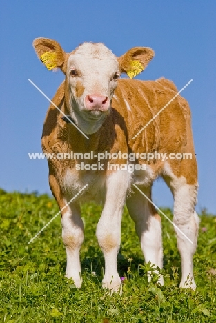 calf in Switzerland