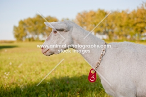 head and shoulders of white Saanen dairy goat wearing collar 