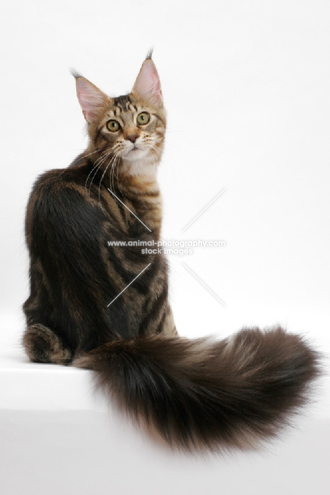 Maine Coon with fluffy tail looking back, brown classic tabby 