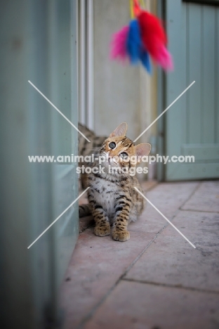 asian leopard cat looking up at feather toy