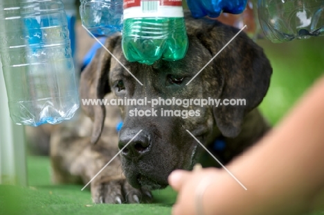 seven months old cane corso puppy doing an exercise with trainer during a mobility dog event