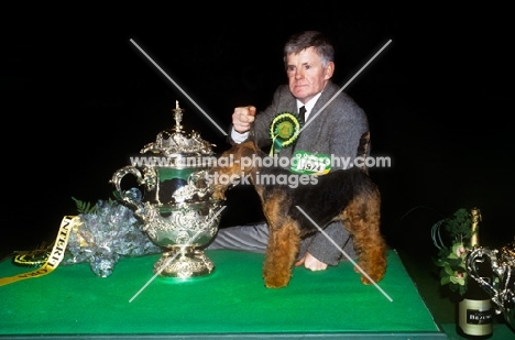 crufts 1994 bis ch purston hit and miss from brocolitia, welsh terrier with handler frank kellett