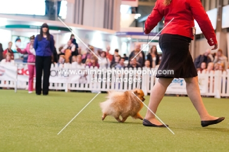 Pomeranian dog and young handler competing in YKC ring at Crufts 2012