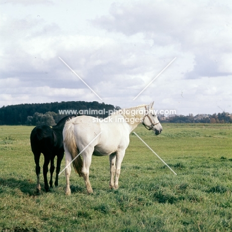 orlov trotter mare and foal at first moscow stud