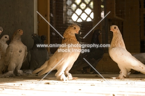 Berliner Shortface pigeons in barn