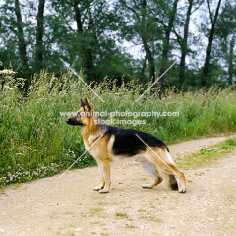 champion german shepherd dog on path 