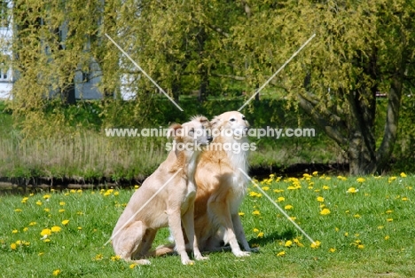 Two longhaired whippets sitting. WARNING: this dog is not a recognised breed. For Whippets recognised by the major dog associations please see Whippet (shorthaired)