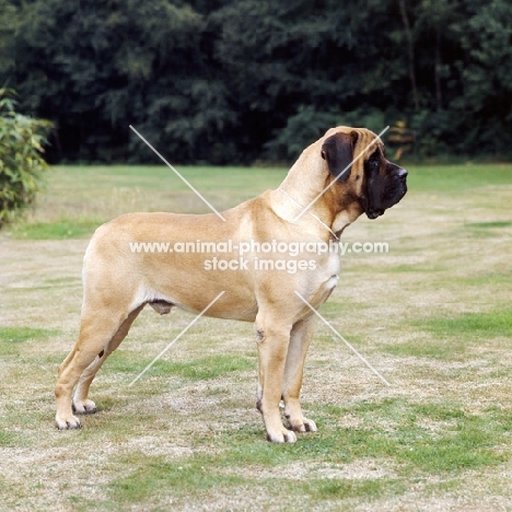 baron winston of buckhall, mastiff standing on grass