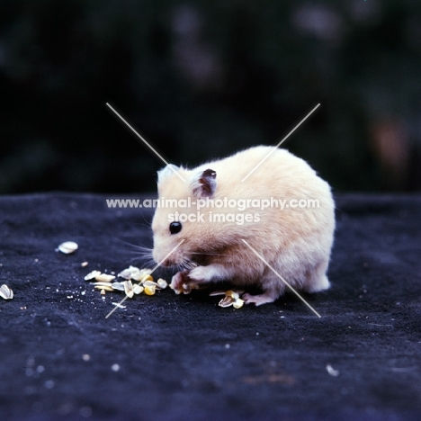 cream hamster eating, holding seeds in front paws