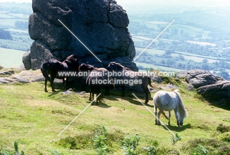 dartmoor ponies together on  dartmoor