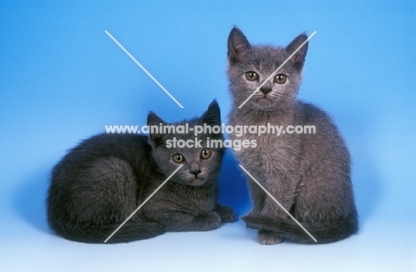 two Chatreux kittens on blue background