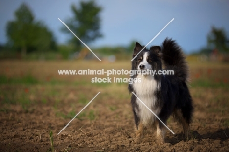 black tricolor australian shepherd sitting in a field, tail up