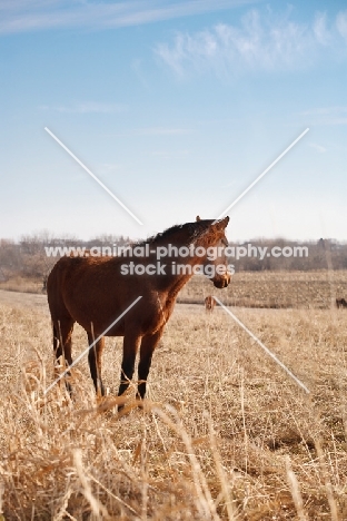 Morgan Horse in field