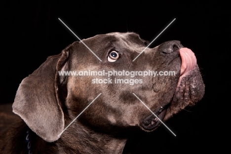 Cane Corso licking lips