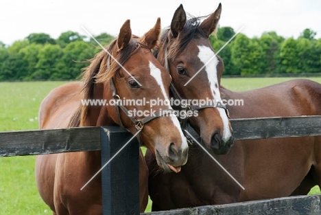 two thoroughbreds standing by a fence 