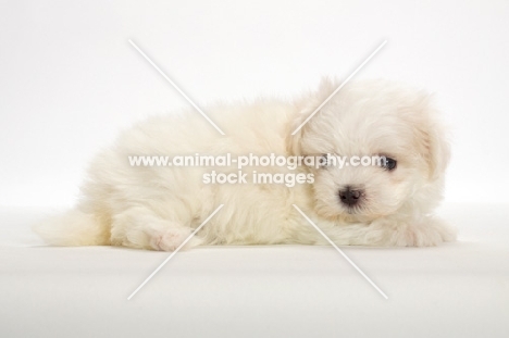 Maltese puppy, lying down