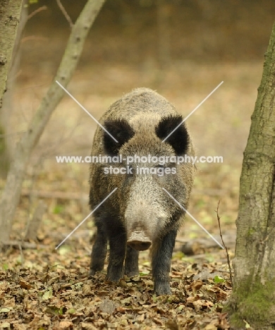 Wild Boar in forest