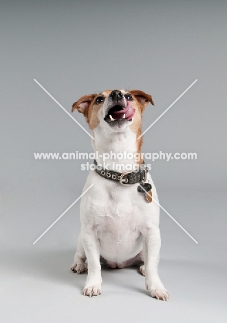 Parson Russell terrier sitting in studio licking her lips.