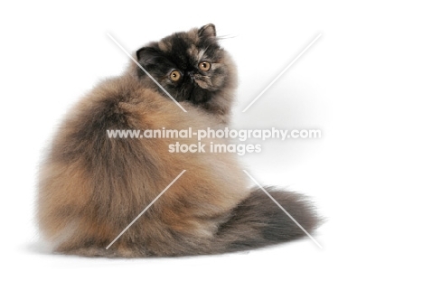 Tortoiseshell Persian back view