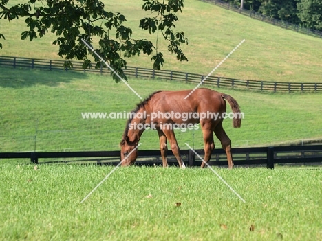 young Holstein foal, grazing