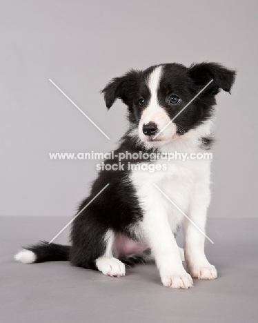 black and white Border Collie puppy