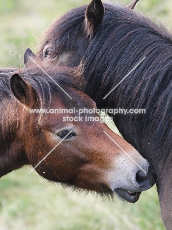 two Exmoor Ponies looking after each other