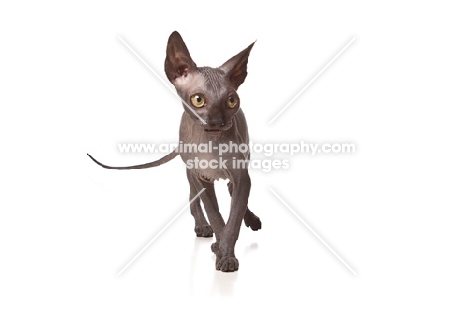 young Sphynx on white background