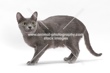 blue Korat cat standing on white background