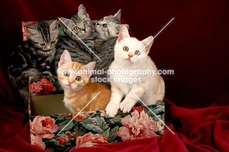 five kittens in a box
