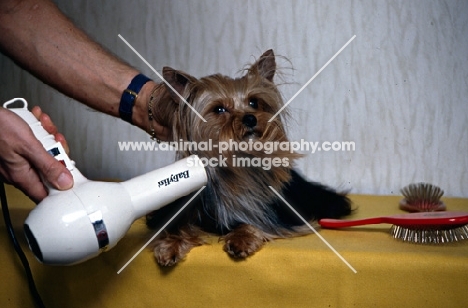 yorkshire terrier being blow-dryed