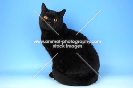 black british shorthair cat sitting