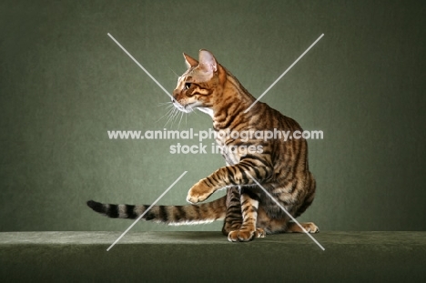 Toyger cat