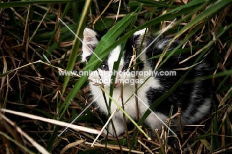 kitten hiding in grass