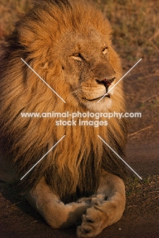 Male Lion grooming himself on an early morning in Masai Mara