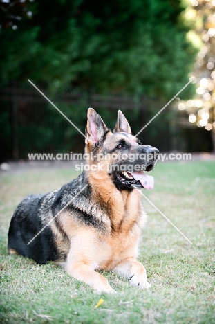 German shepherd lying in grass