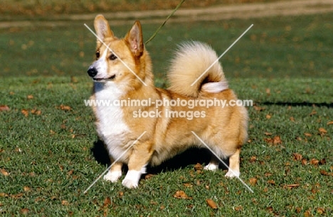 undocked pembroke corgi with high tail carriage