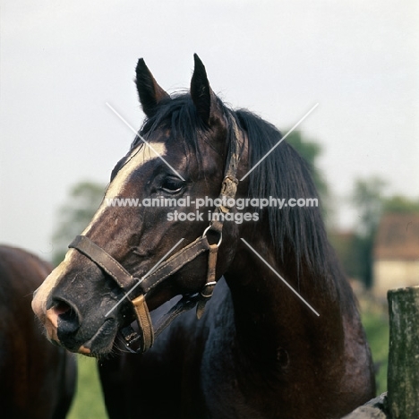 Lipizzaner colt with head turned