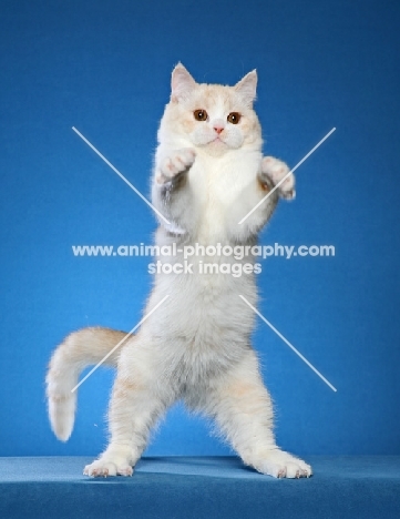 British Shorthair jumping up