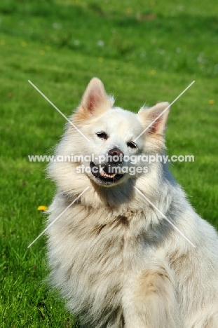 great German Spitz, white colour