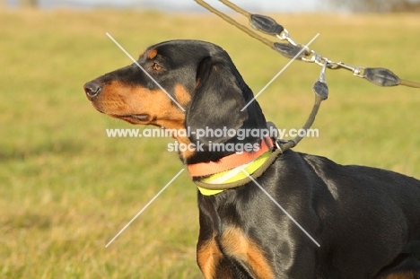 Cross bred Dog on lead