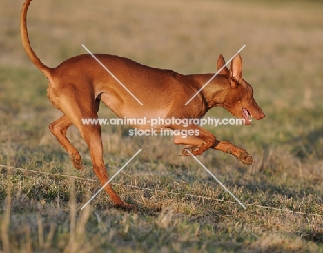 Pharaoh Hound running