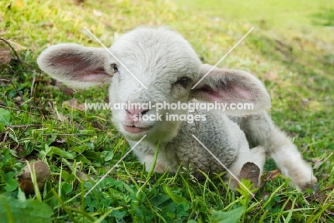 cute himalayan lamb in grass