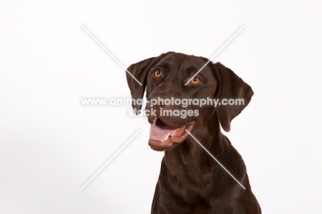 chocolate labrador retriever