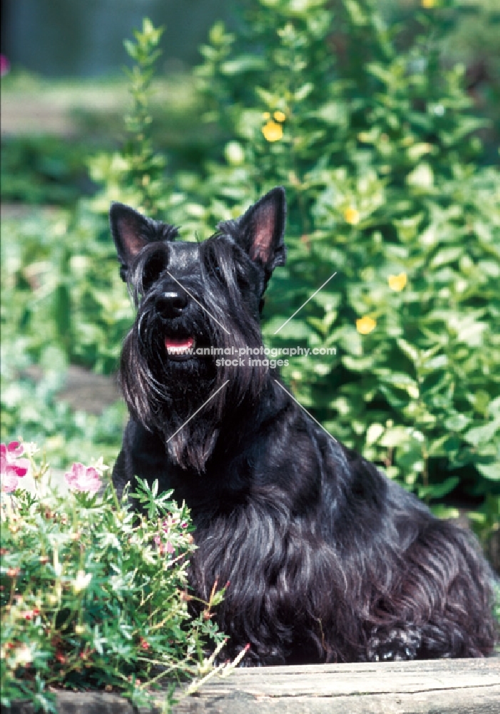 Scottish Terrier looking up