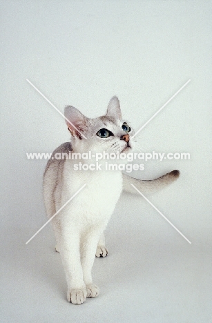 Singapura cat on white background