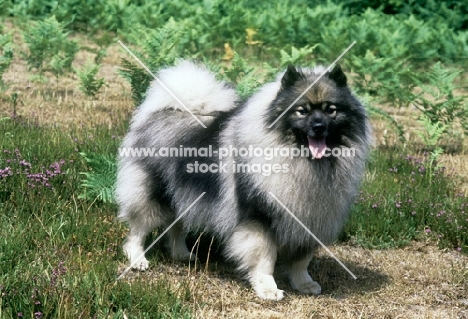 ch neradmik jupiter, keeshond 