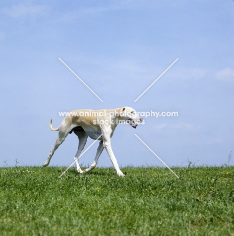 kamet rashid, sloughi trotting along eagerly on grass