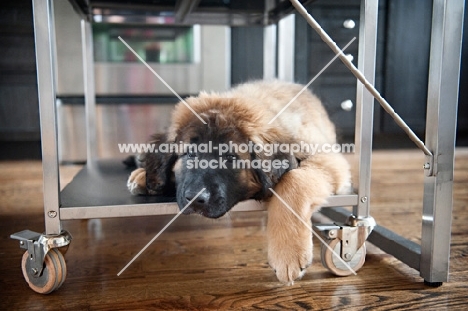 leonberger puppy lying on kitchen cart